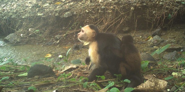 kapuzineraffen-entfuehren-offenbar-aus-langeweile-bruellaffenbabys