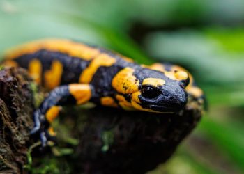 biodiversitaetsziele-der-eu:-„salto-rueckwaerts“-fuer-den-artenschutz