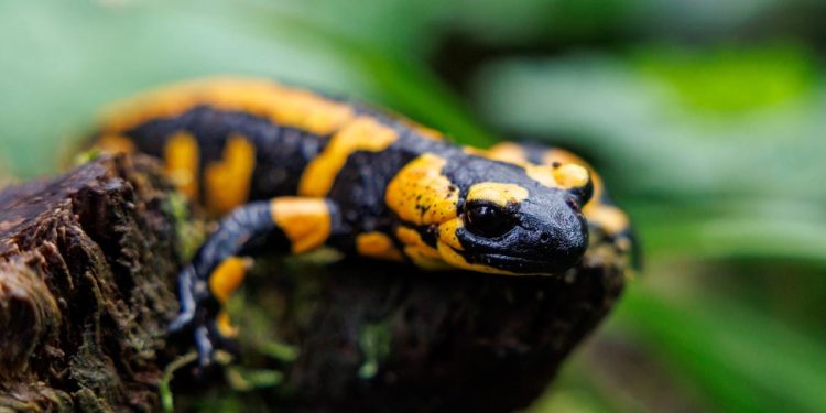 biodiversitaetsziele-der-eu:-„salto-rueckwaerts“-fuer-den-artenschutz