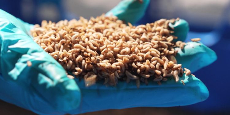 forschungsteam-recycelt-biomuell-mithilfe-von-insektenlarven