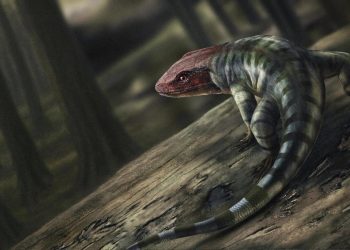 fossilienfund:-hobby-forscher-entdecken-aelteste-reptilien-fussspuren