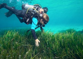 wie-seegras-dem-klima-hilft