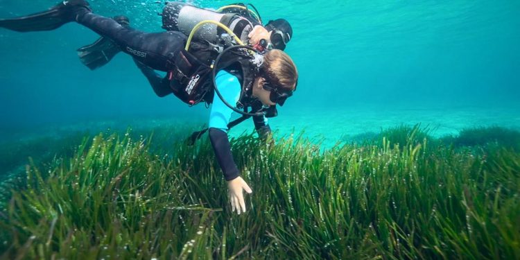 wie-seegras-dem-klima-hilft