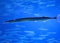 klimawandel:-wenn-den-fischen-immer-waermer-wird