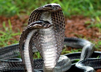 auf-dem-weg-zu-einem-universellen-mittel-gegen-schlangenbisse?