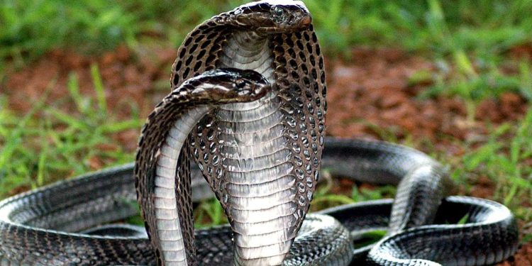 auf-dem-weg-zu-einem-universellen-mittel-gegen-schlangenbisse?