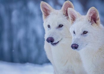 ausgestorbener-schattenwolf-zum-leben-erweckt?
