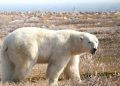 wie-der-klimawandel-den-eisbaeren-zusetzt