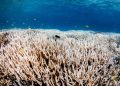 kipppunkt-erreicht:-tropische-korallenriffe-kaum-mehr-zu-retten