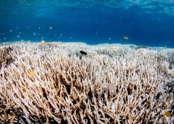 kipppunkt-erreicht:-tropische-korallenriffe-kaum-mehr-zu-retten