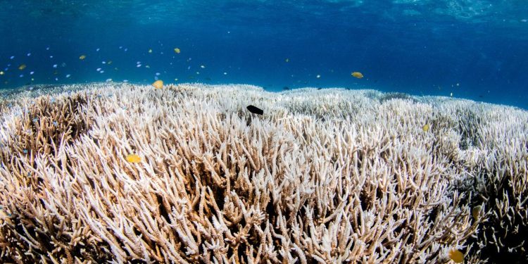 kipppunkt-erreicht:-tropische-korallenriffe-kaum-mehr-zu-retten