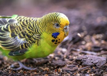 kommunikation-bei-tieren-–-wellensittiche-haben-ein-sprachtalent