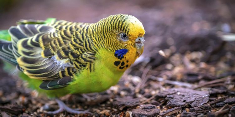 kommunikation-bei-tieren-–-wellensittiche-haben-ein-sprachtalent