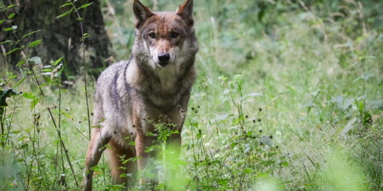 bundesregierung-stuft-entwicklung-der-woelfe-als-„guenstig“-ein