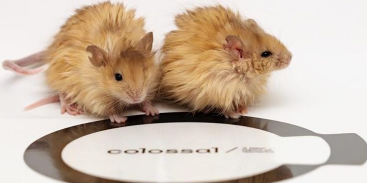 maeuse-mit-mammut-fell-im-labor-geboren