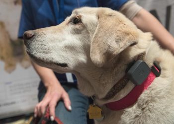 smarte-helfer:-wie-sinnvoll-hightech-fuer-haustiere-ist