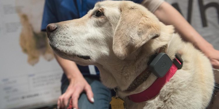 smarte-helfer:-wie-sinnvoll-hightech-fuer-haustiere-ist