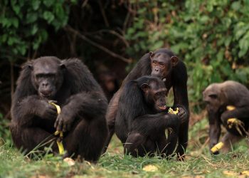 schimpansenforschung:-jetzt-gehen-wir-alle-noch-mal-aufs-klo