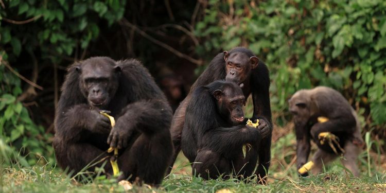 schimpansenforschung:-jetzt-gehen-wir-alle-noch-mal-aufs-klo
