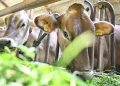 zukunft-der-landwirtschaft:-„ueberlegen,-ob-subventionen-noch-zeitgemaess-sind“