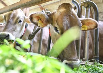 zukunft-der-landwirtschaft:-„ueberlegen,-ob-subventionen-noch-zeitgemaess-sind“
