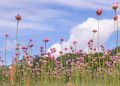 grasnelke-ist-blume-des-jahres-2024