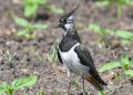 gefaehrdeter-bodenbrueter:-kiebitz-ist-vogel-des-jahres-2024
