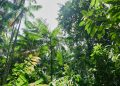folgen-des-klimawandels:-wenn-es-dem-wald-zu-warm-wird