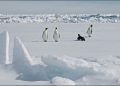 antarktis:-wie-der-klimawandel-kaiserpinguine-bedroht