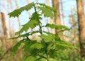 klimawandel-im-wald:-natuerliche-wiederbewaldung-statt-aufforstung