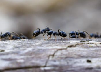 wie-ameisen-ihre-nester-bei-epidemien-umbauen
