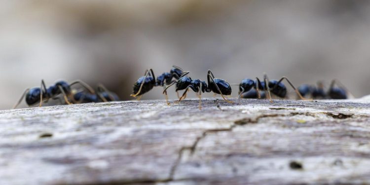 wie-ameisen-ihre-nester-bei-epidemien-umbauen
