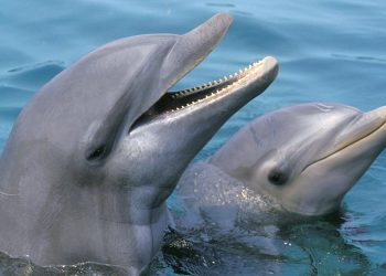verhaltensbiologie:-delfine-„laecheln“-beim-spielen