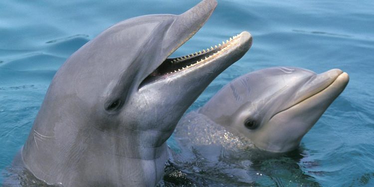 verhaltensbiologie:-delfine-„laecheln“-beim-spielen