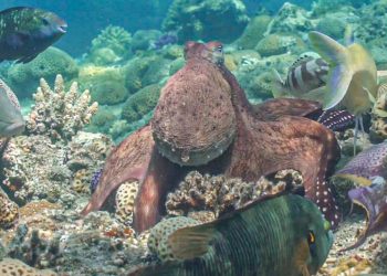 kraken-und-fische-jagen-erfolgreicher-im-team