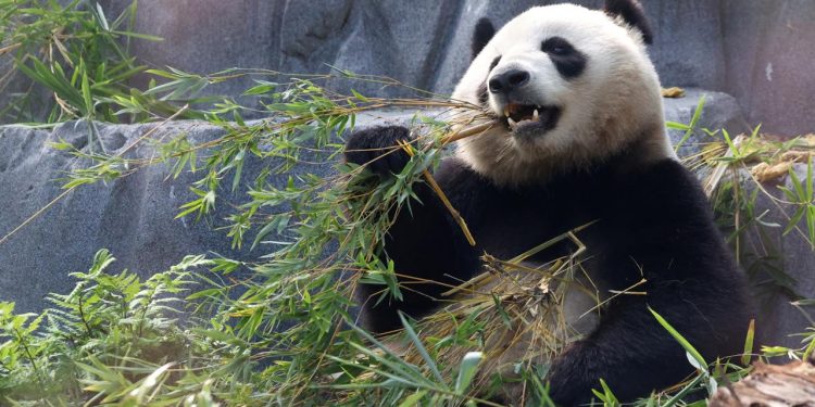 forschende-finden-urahn-des-pandabaeren-im-allgaeu