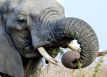 elefanten-sind-beim-fressen-rechts-oder-linksruessler