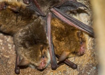 worueber-reden-fledermaeuse?