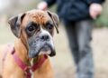 hunde-erkennen-menschlichen-schmerz