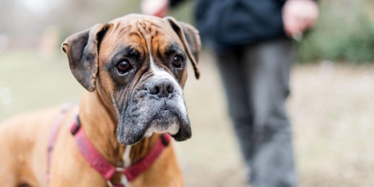 hunde-erkennen-menschlichen-schmerz