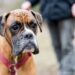 hunde-erkennen-menschlichen-schmerz