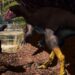 neuer-fossilienfund:-dinosaurier-lebten-unter-der-erde