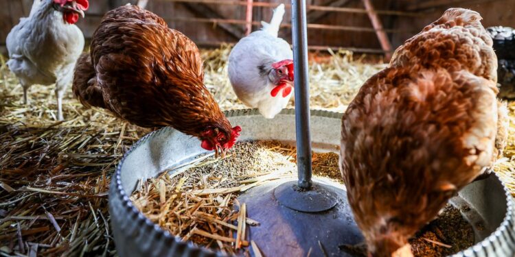 vogelgrippe:-erste-bundeslaender-verhaengen-stallpflicht
