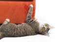warum-katzen-an-moebeln-kratzen-–-und-was-dagegen-hilft