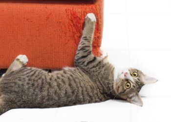 warum-katzen-an-moebeln-kratzen-–-und-was-dagegen-hilft