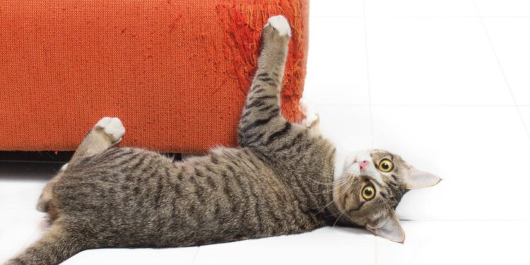 warum-katzen-an-moebeln-kratzen-–-und-was-dagegen-hilft
