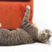 warum-katzen-an-moebeln-kratzen-–-und-was-dagegen-hilft