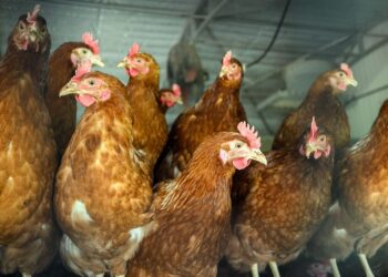 saarland-verhaengt-stallpflicht-wegen-vogelgrippe