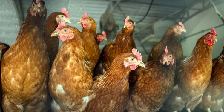 saarland-verhaengt-stallpflicht-wegen-vogelgrippe