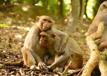 rhesusaffen-nach-hurrikan-netter-zueinander